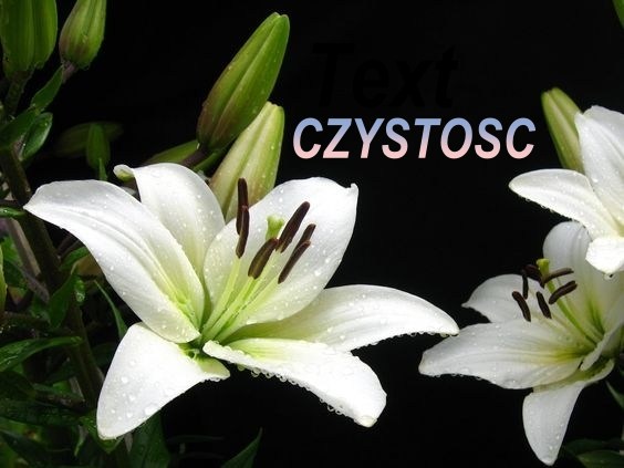 CZYSTOŚĆ MARYI – Życie z Maryją cz. 4